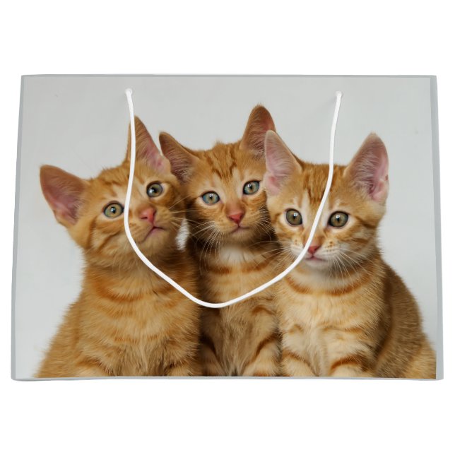 Three cute ginger kittens side by side large gift bag (Front)