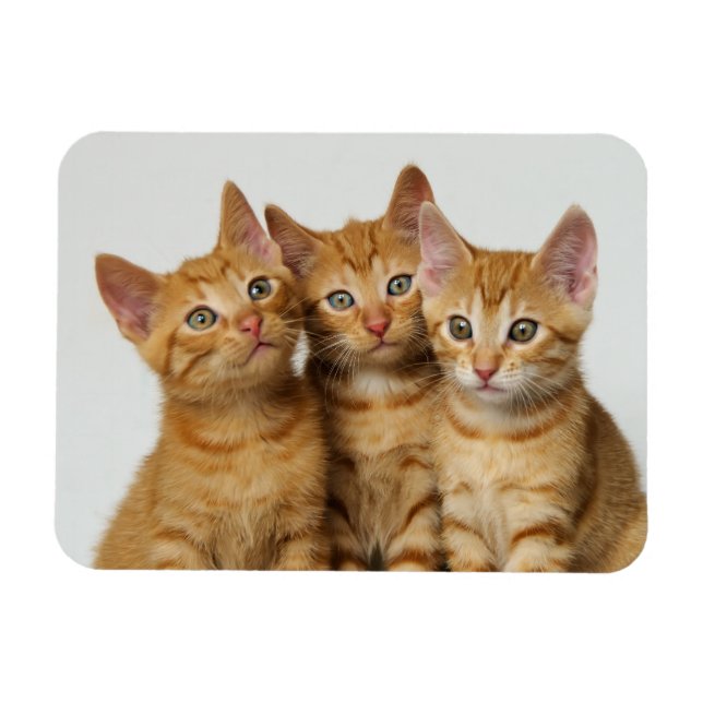 Three cute ginger kittens side by side magnet (Horizontal)