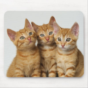 Three cute ginger kittens side by side mouse mat