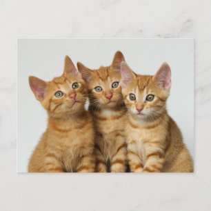 Three cute ginger kittens side by side postcard