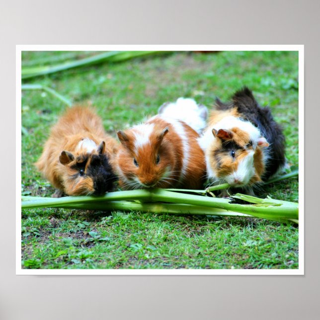 Three Cute Guinea Pigs in a Row Eating Celery Poster (Front)