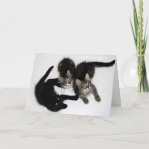 Three Cute Kittens Blank Greeting Card