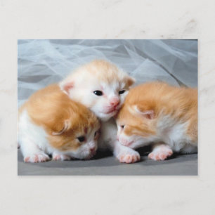 Three cute little kittens photo postcard