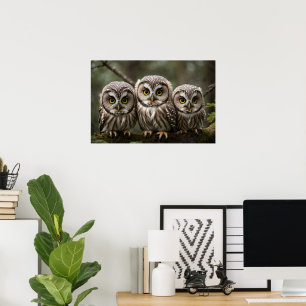 Three Cute Northern Saw-whet Owlets Poster