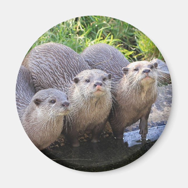 Three Cute Otters Wildlife Photography Magnet (Front)