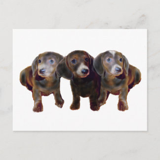 Three Dachshund Dogs Postcard