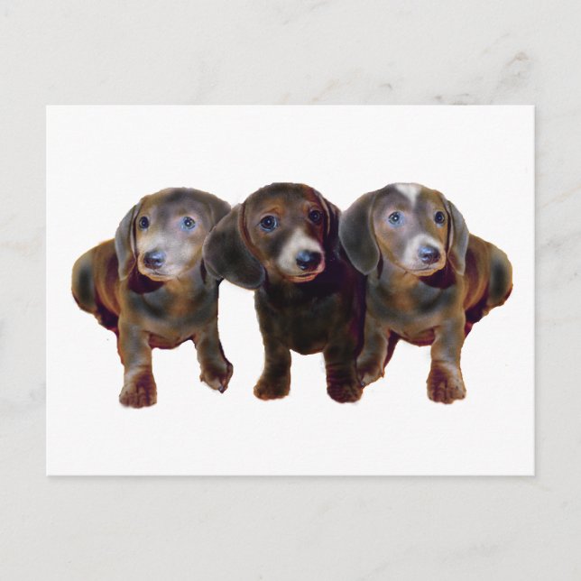 Three Dachshund Dogs Postcard (Front)