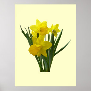 Three Daffodils Standing Guard Poster