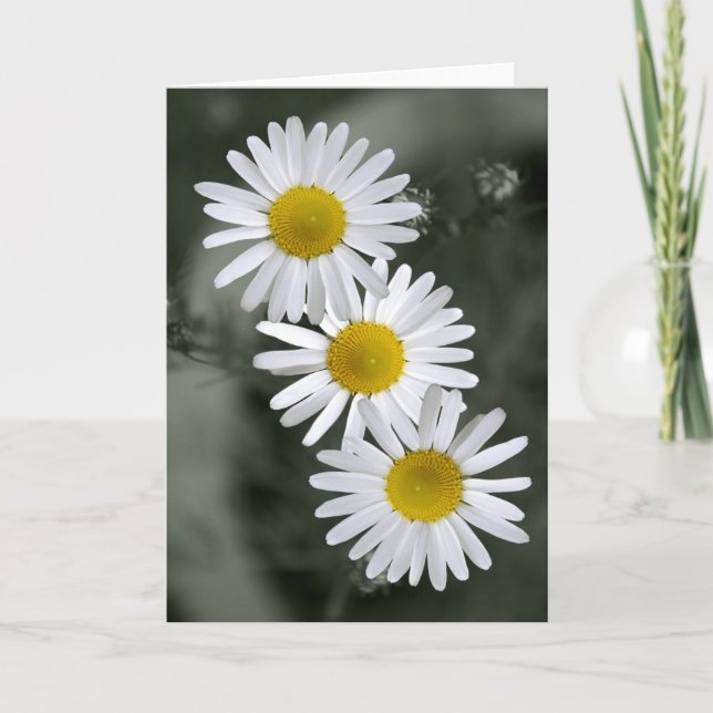 Three Daisies Greeting Card (Front)
