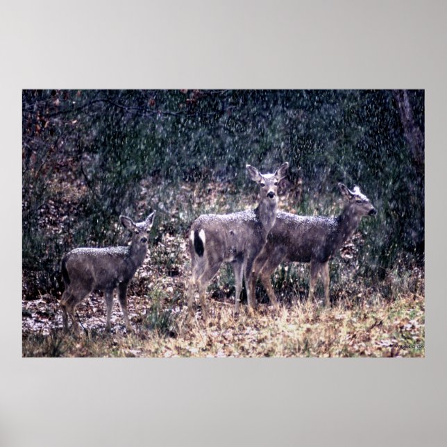 Three Deer in Snow - Sierra Nevadas Poster (Front)