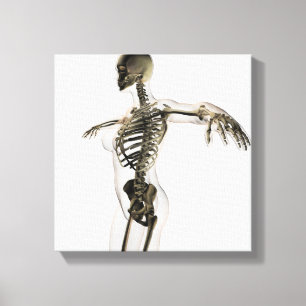 Three Dimensional View Of Female Skeletal System Canvas Print