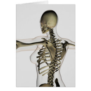 Three Dimensional View Of Female Upper Back