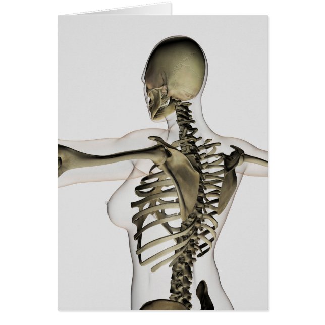 Three Dimensional View Of Female Upper Back (Front)