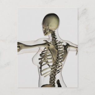 Three Dimensional View Of Female Upper Back Postcard
