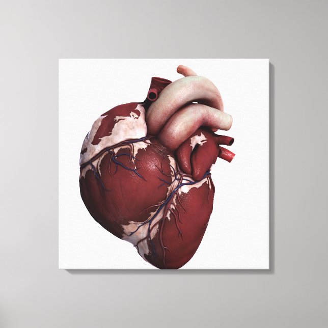 Three Dimensional View Of Human Heart, Front Canvas Print (Front)