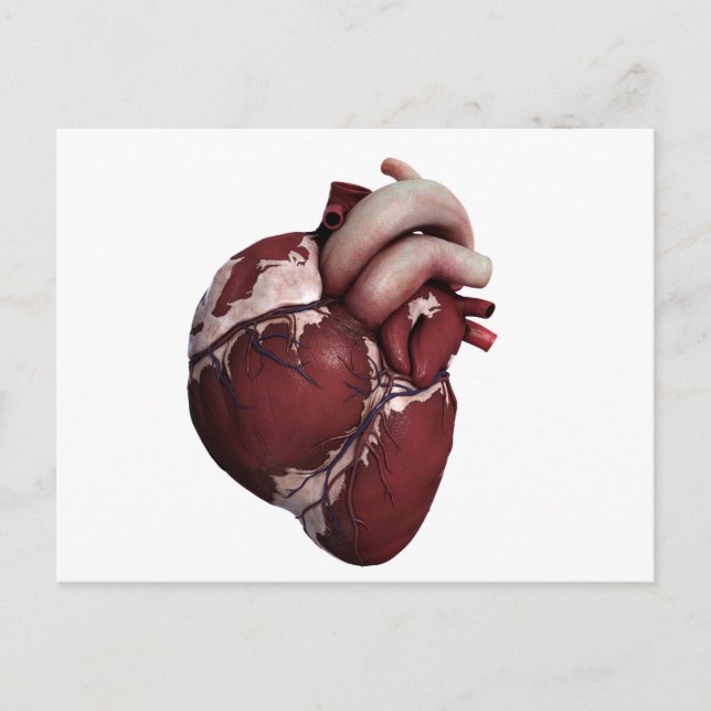 Three Dimensional View Of Human Heart, Front Postcard (Front)