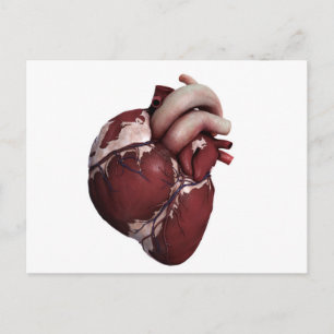 Three Dimensional View Of Human Heart, Front Postcard