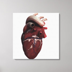 Three Dimensional View Of Human Heart, Right Canvas Print