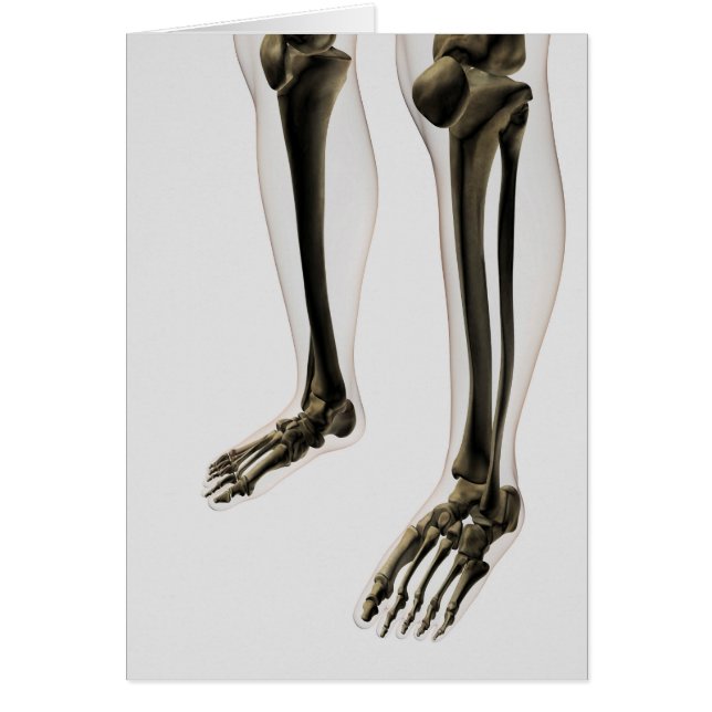 Three Dimensional View Of Human Leg And Feet (Front)