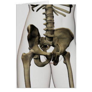 Three Dimensional View Of Human Pelvic Bones
