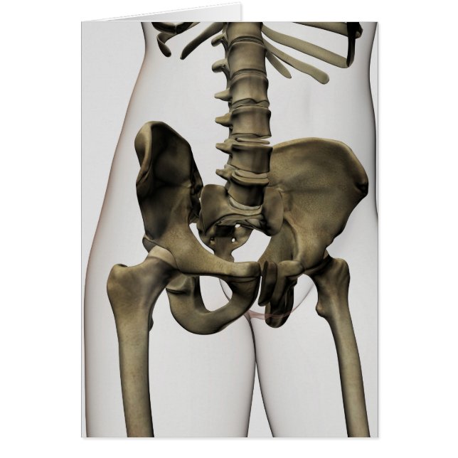 Three Dimensional View Of Human Pelvic Bones (Front)