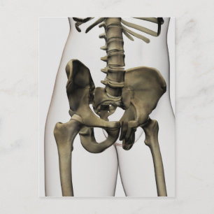Three Dimensional View Of Human Pelvic Bones Postcard