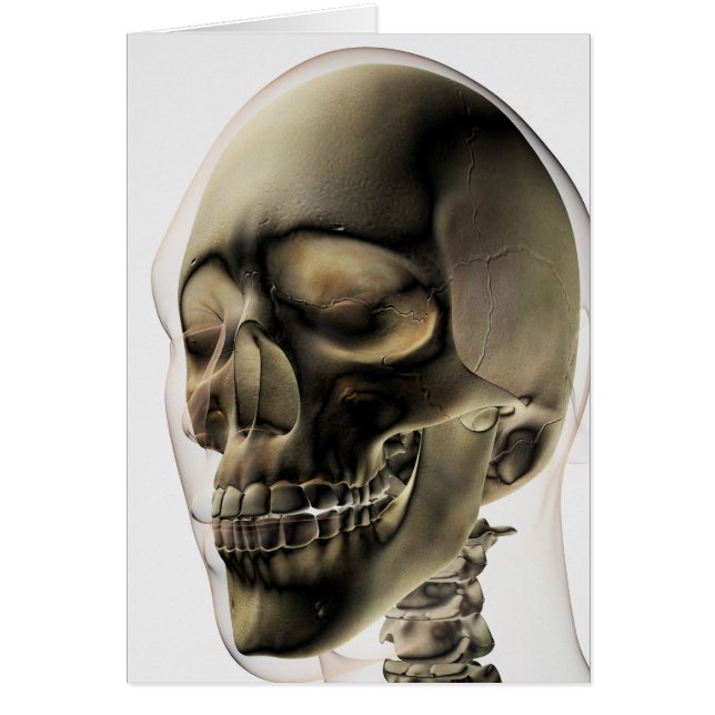Three Dimensional View Of Human Skull And Teeth (Front)