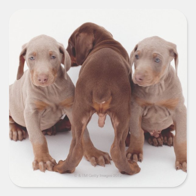 Three Doberman pinscher puppies Square Sticker (Front)