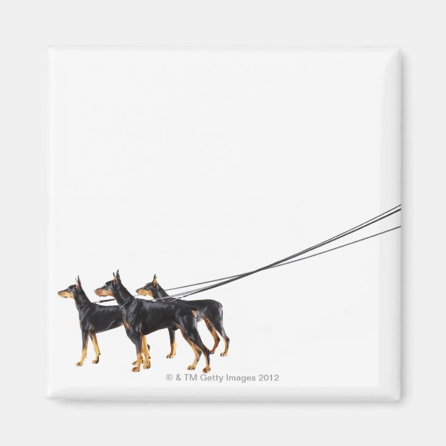 Three Dobermans on leash Magnet (Front)