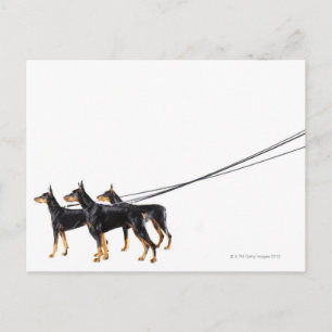 Three Dobermans on leash Postcard