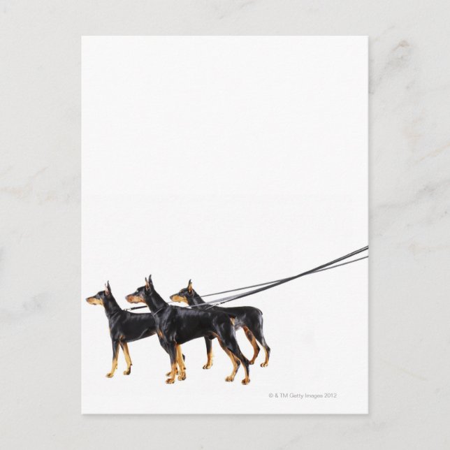 Three Dobermans on leash Postcard (Front)
