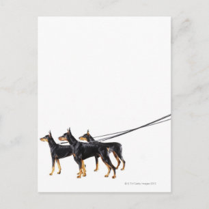 Three Dobermans on leash Postcard