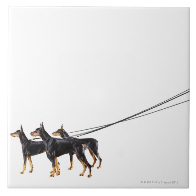 Three Dobermans on leash Tile (Front)