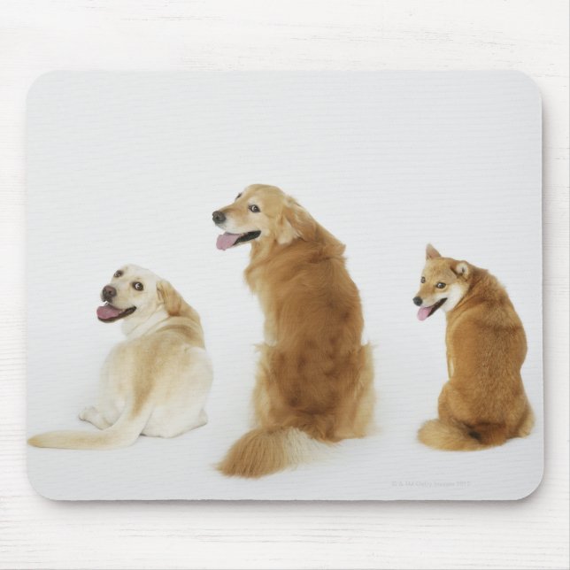 Three dogs looking at camera mouse mat (Front)