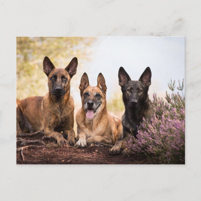 Three dogs postcard (Front)