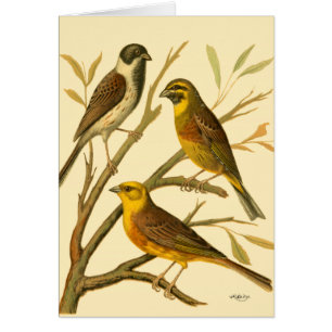 Three Domestic Birds Perched on a Branch