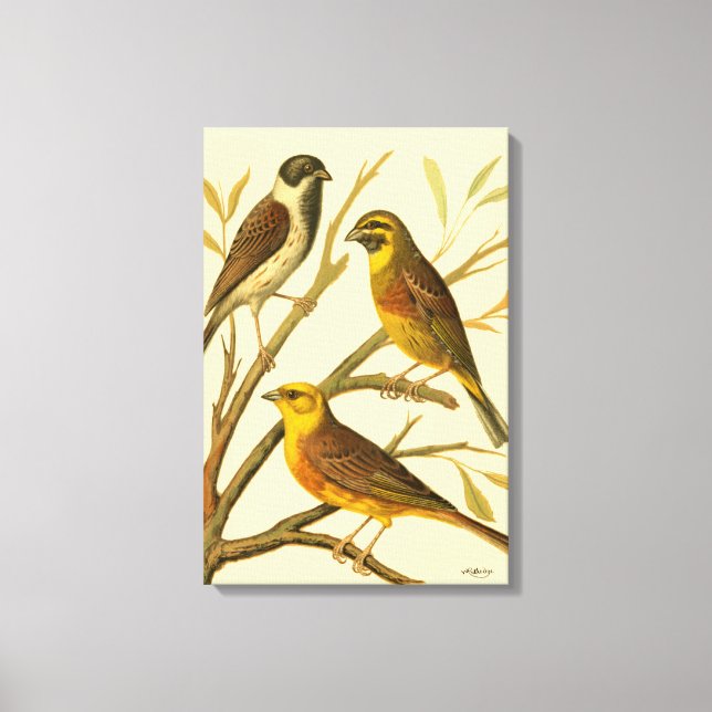 Three Domestic Birds Perched on a Branch Canvas Print (Front)