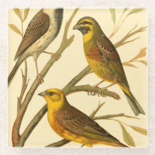 Three Domestic Birds Perched on a Branch Glass Coaster