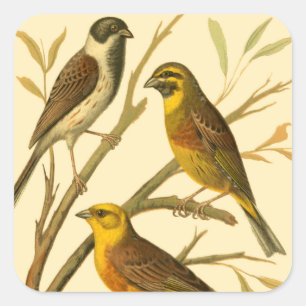 Three Domestic Birds Perched on a Branch Square Sticker