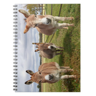 Three Donkey’s Notebook