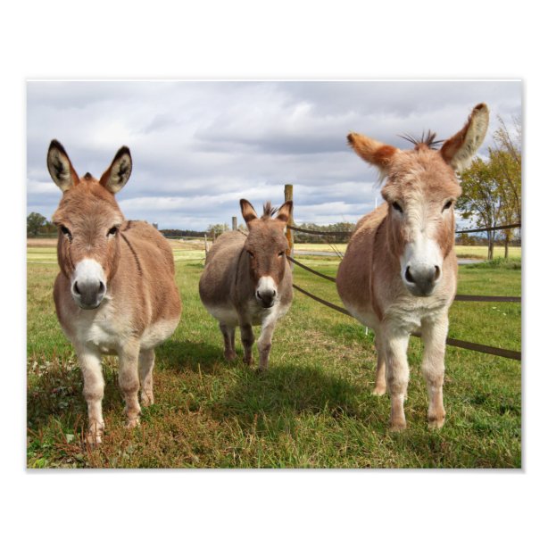 Donkey Posters & Prints | Zazzle UK