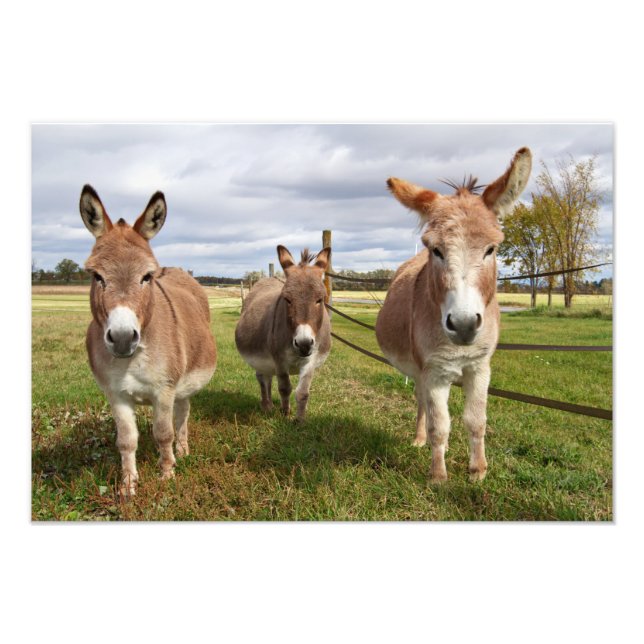 Three Donkey’s Photo Print (Front)