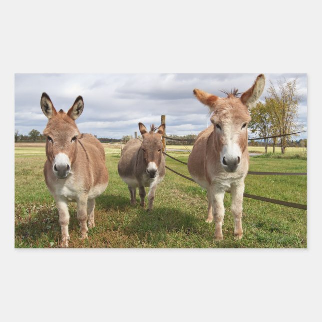 Three Donkey’s Rectangular Sticker (Front)
