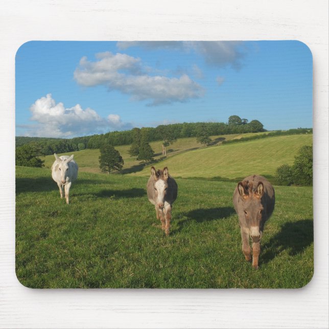 Three Donkeys in a Field Photograph Mouse Mat (Front)
