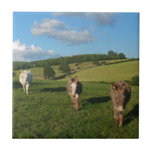 Three Donkeys in a Field Photograph Tile (Front)