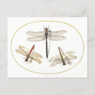 Three Dragonflies Vintage Illustration Postcard