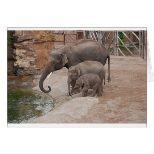 Three Elephants