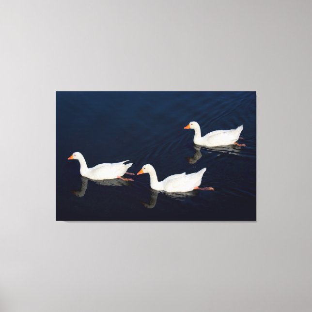 Three Emden Geese Canvas Print (Front)