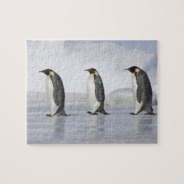 Three Emperor Penguins, Snow Hill Island Jigsaw Puzzle (Horizontal)