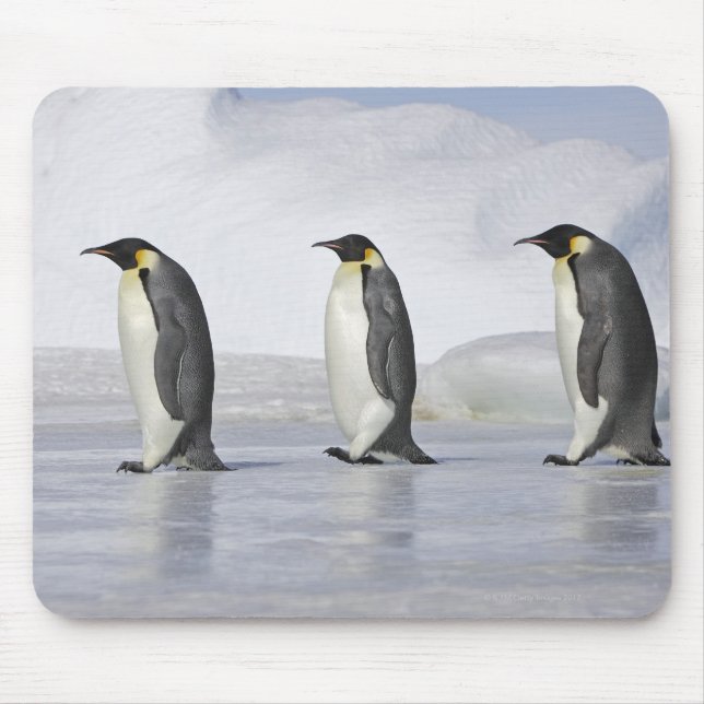 Three Emperor Penguins, Snow Hill Island Mouse Mat (Front)